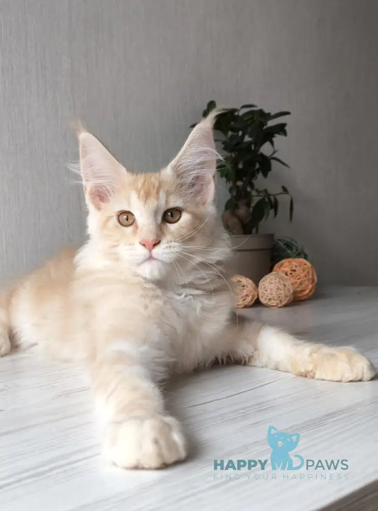 Dark Maine Coon male red silver tabby live animals