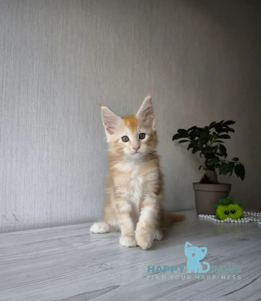 Dark Maine Coon male red silver tabby live animals