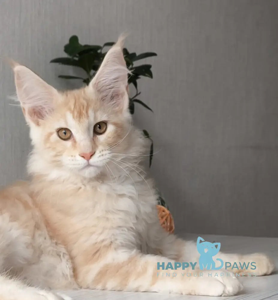Dark Maine Coon male red silver tabby live animals