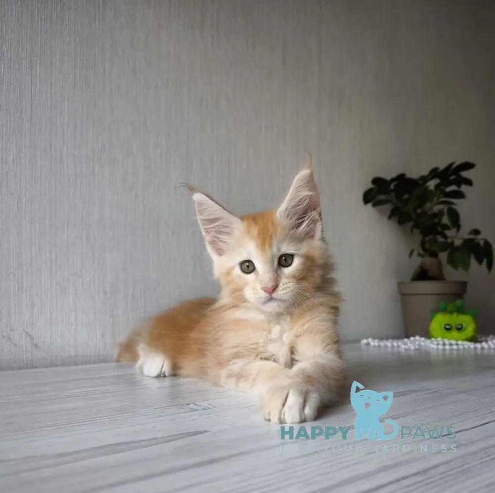 Dark Maine Coon male red silver tabby live animals