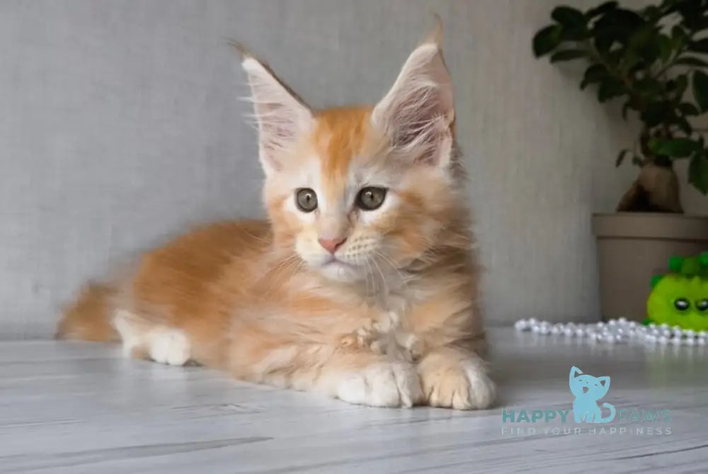 Dark Maine Coon male red silver tabby live animals