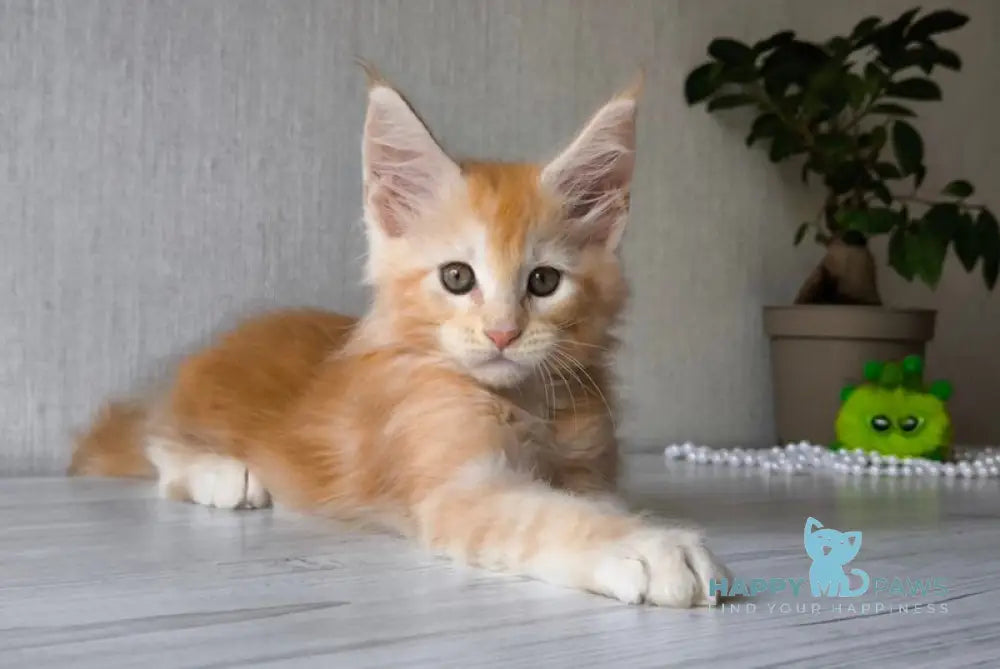 Dark Maine Coon male red silver tabby live animals