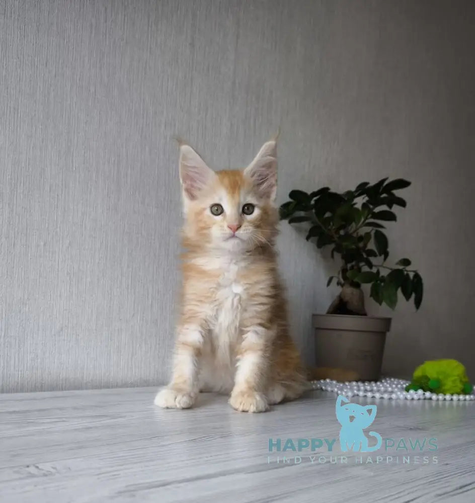 Dark Maine Coon male red silver tabby live animals