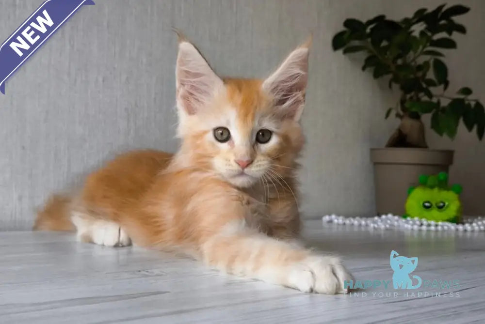 Dark Maine Coon male red silver tabby live animals