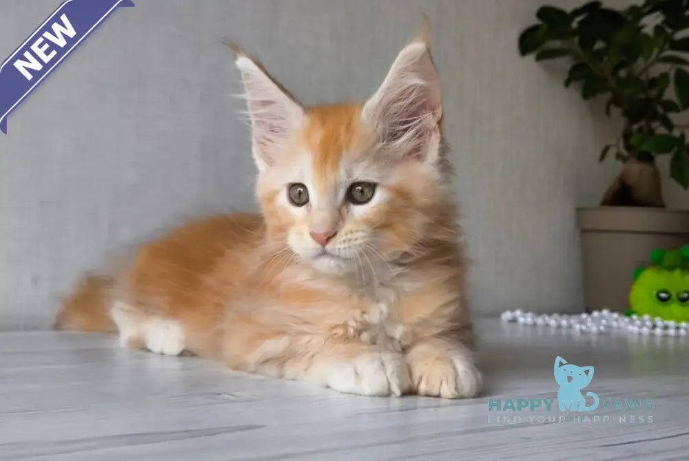 Dark Maine Coon male red silver tabby live animals