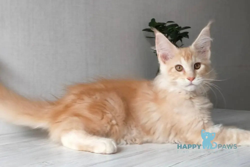 Dark Maine Coon male red silver tabby live animals