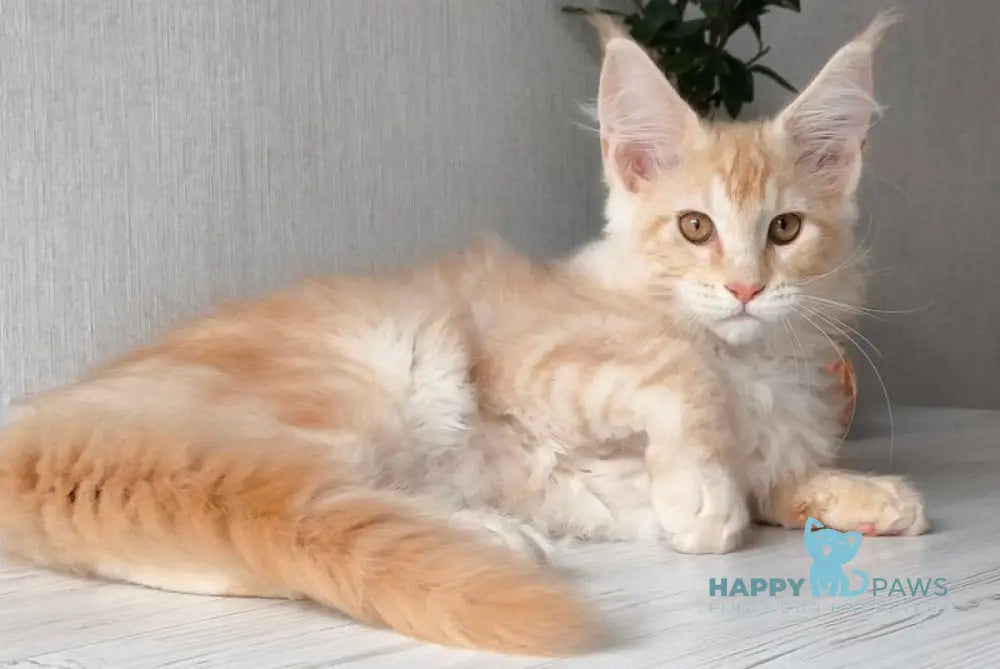 Dark Maine Coon male red silver tabby live animals