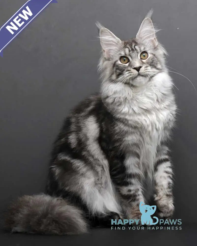 Darla Maine Coon female black silver tabby live animals
