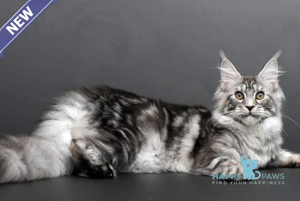 Darla Maine Coon female black silver tabby live animals