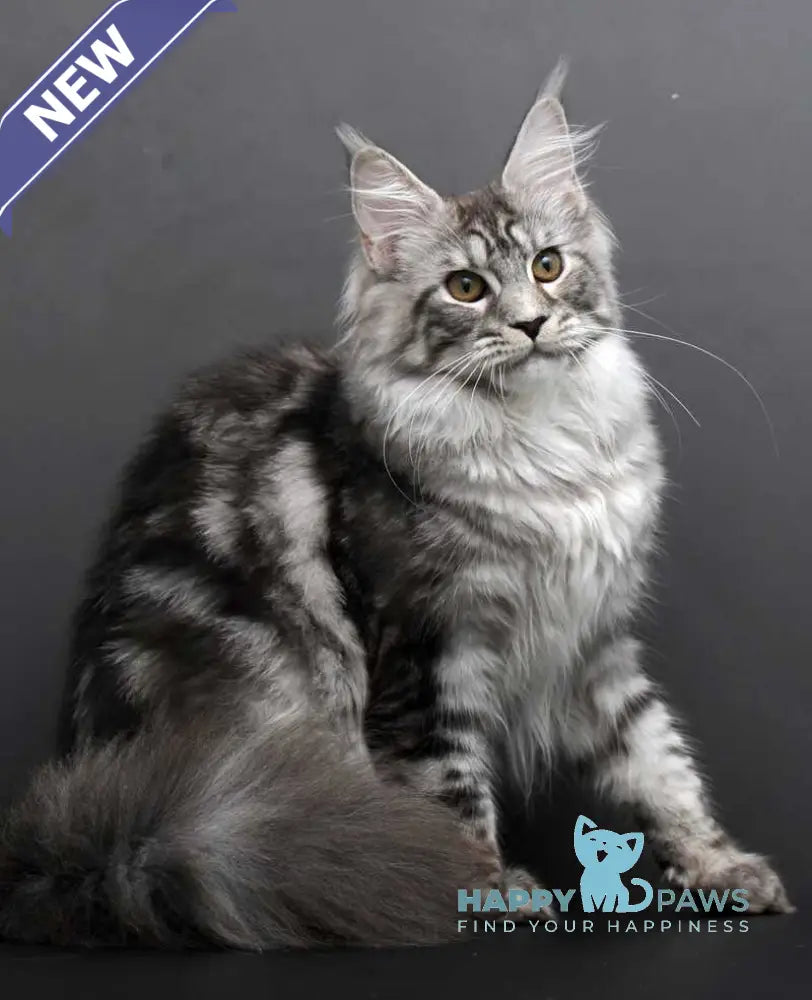 Darla Maine Coon female black silver tabby live animals