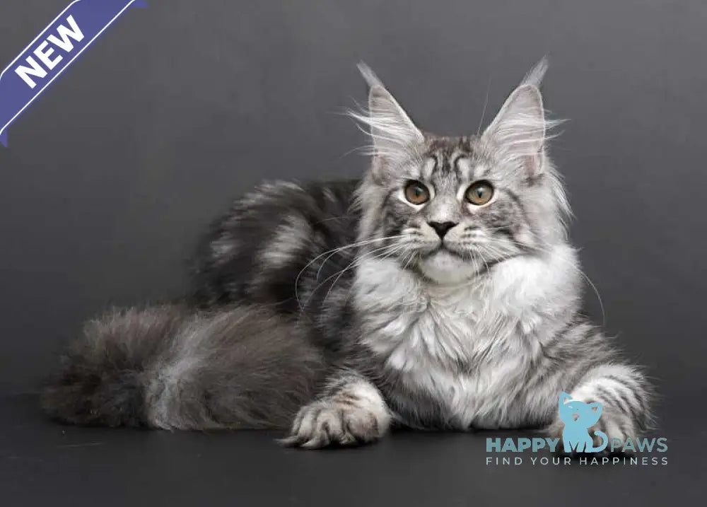 Darla Maine Coon female black silver tabby live animals