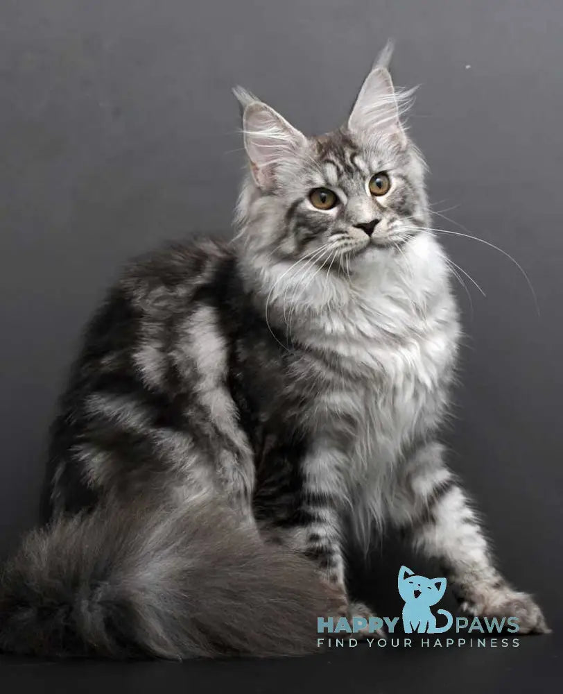 Darla Maine Coon female black silver tabby live animals