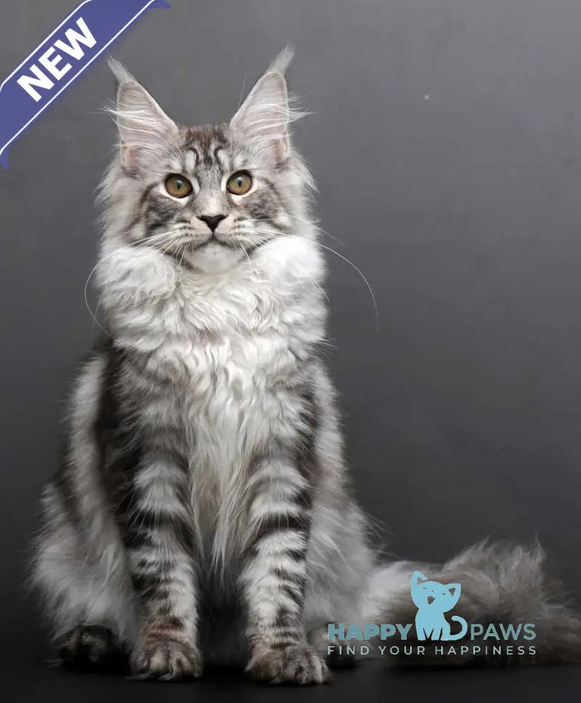 Darla Maine Coon female black silver tabby live animals