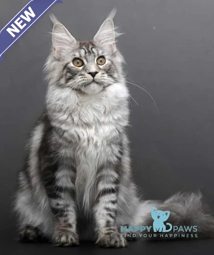 Darla Maine Coon female black silver tabby live animals
