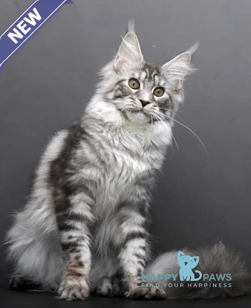 Darla Maine Coon female black silver tabby live animals