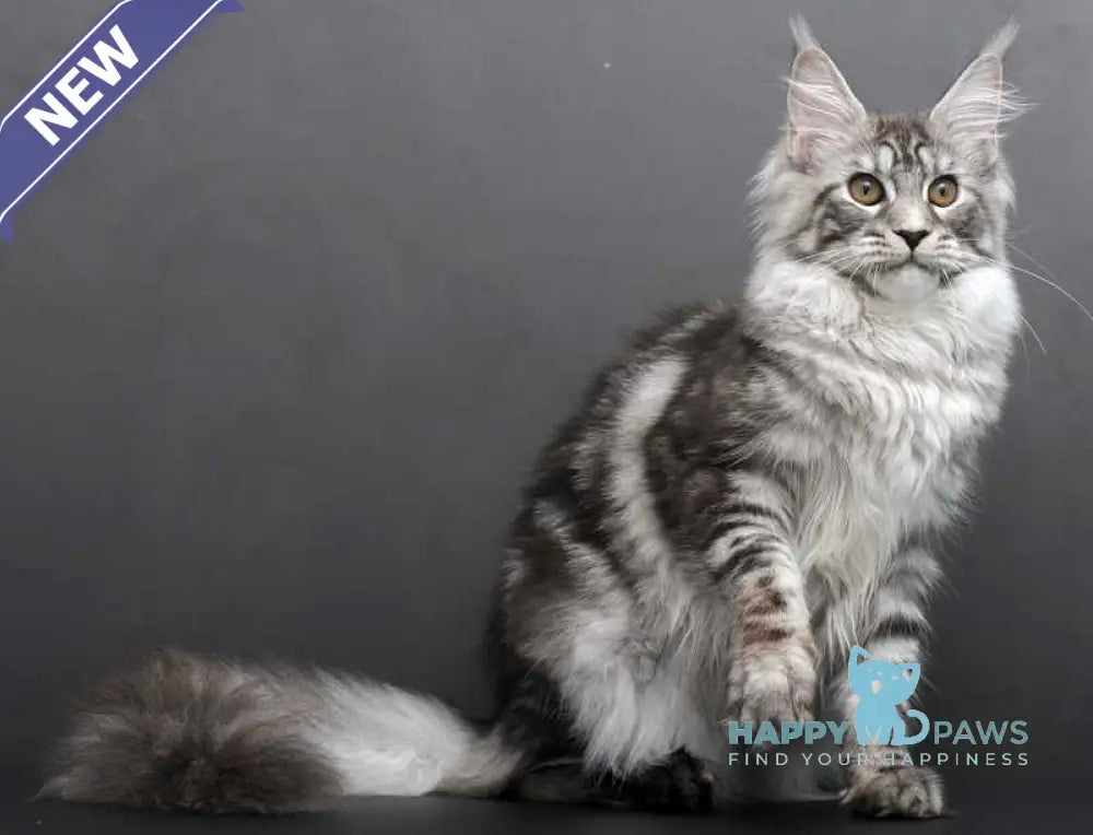 Darla Maine Coon female black silver tabby live animals