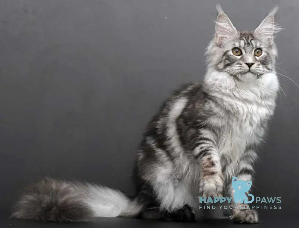 Darla Maine Coon female black silver tabby live animals