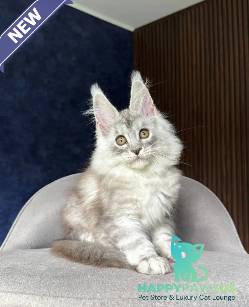 Darlli Maine Coon female black silver tabby - live animals