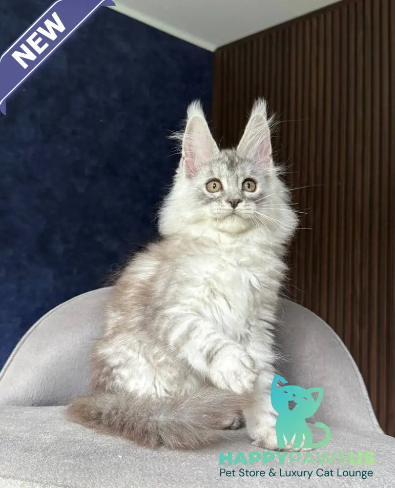 Darlli Maine Coon female black silver tabby - live animals