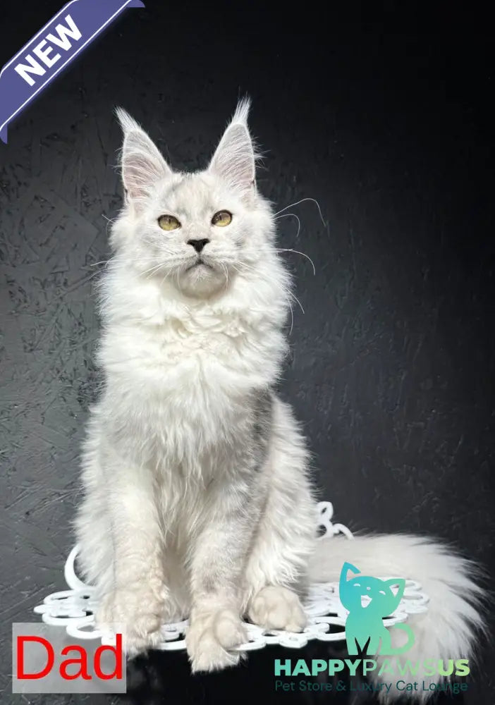 Darlli Maine Coon female black silver tabby - live animals