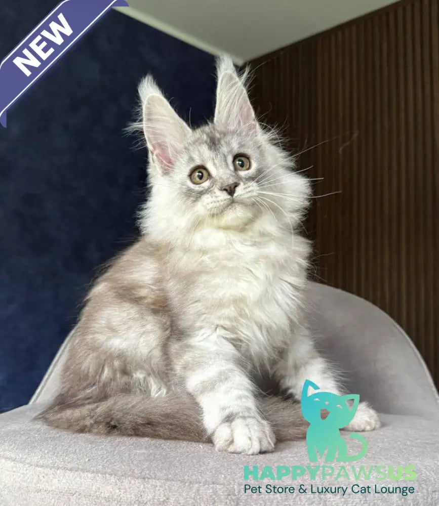 Darlli Maine Coon female black silver tabby - live animals