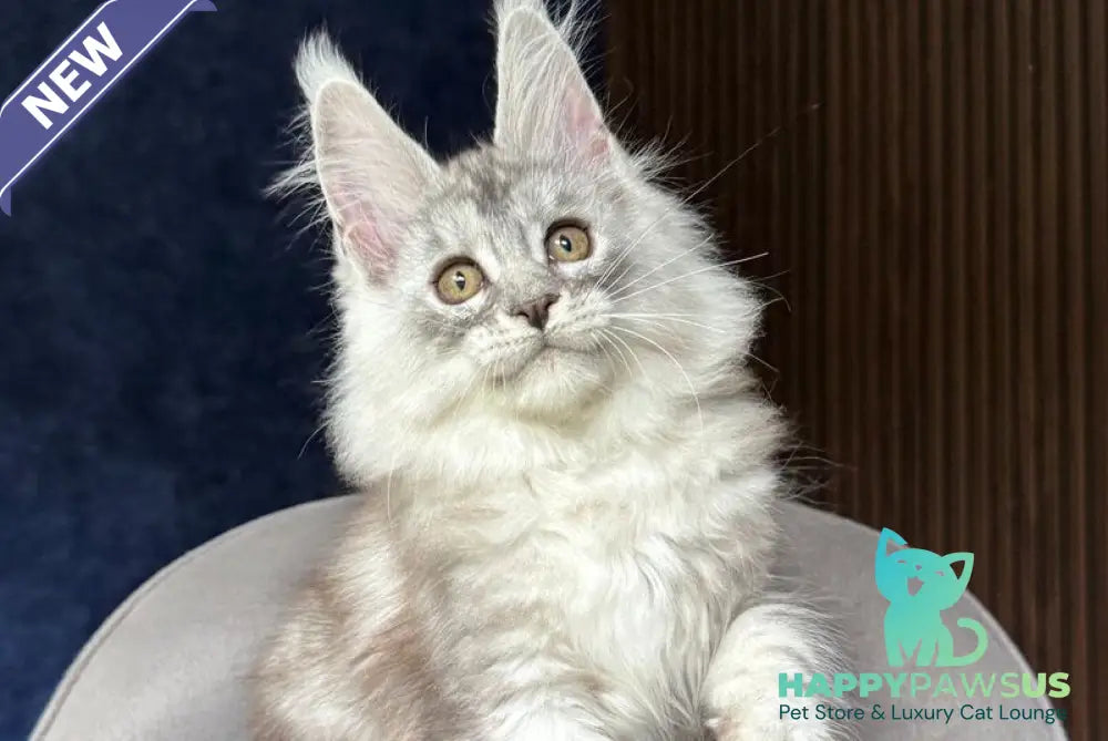 Darlli Maine Coon female black silver tabby - live animals