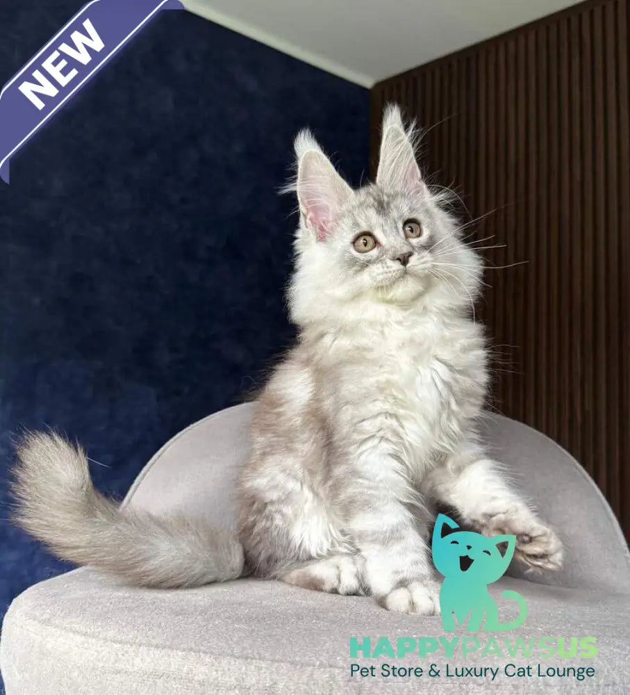 Darlli Maine Coon female black silver tabby - live animals