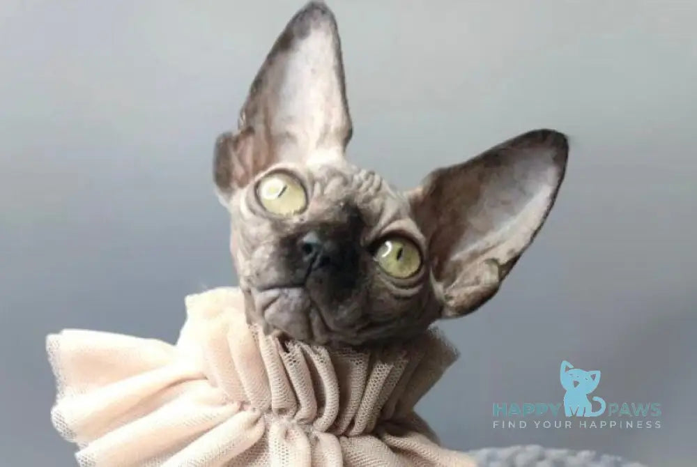 Darly Canadian Sphynx female black live animals