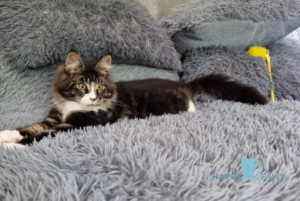 Daromir Maine Coon male black tabby bicolour live animals