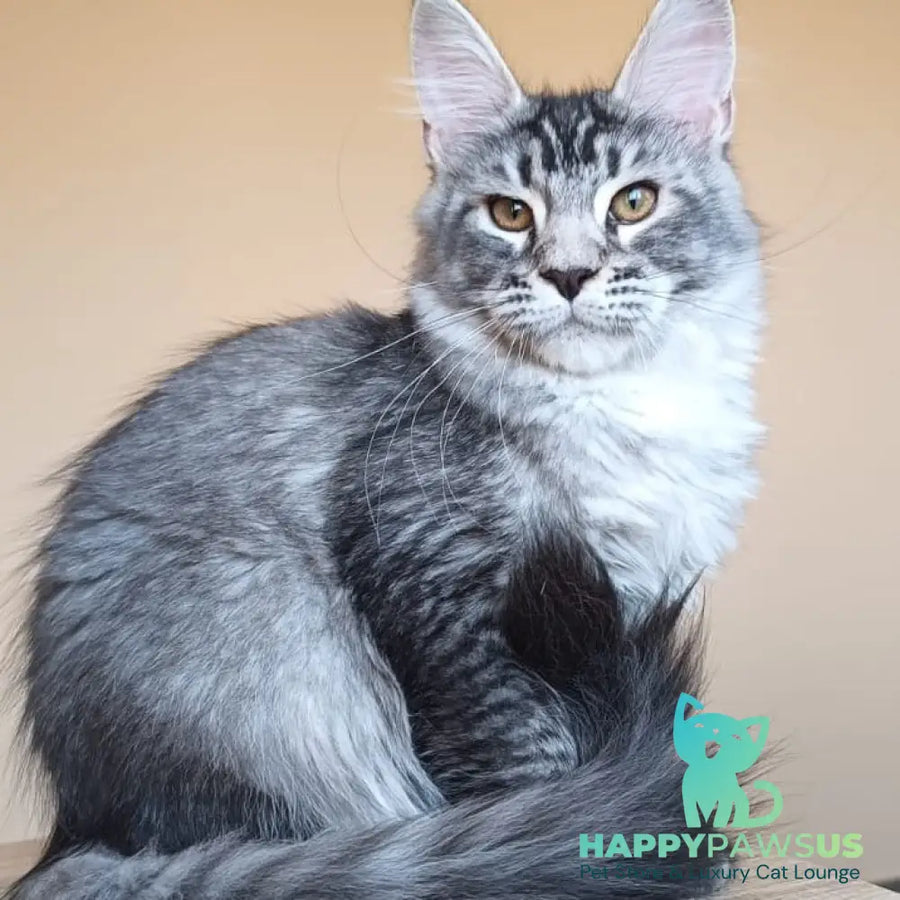 Darsia Maine Coon female black silver ticked tabby - live animals