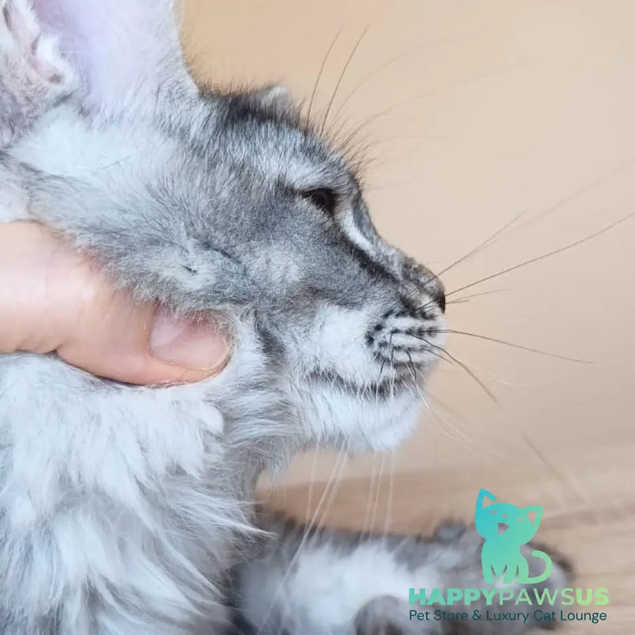 Darsia Maine Coon female black silver ticked tabby - live animals