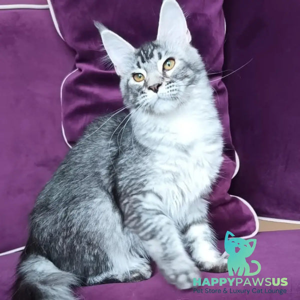 Darsia Maine Coon female black silver ticked tabby - live animals