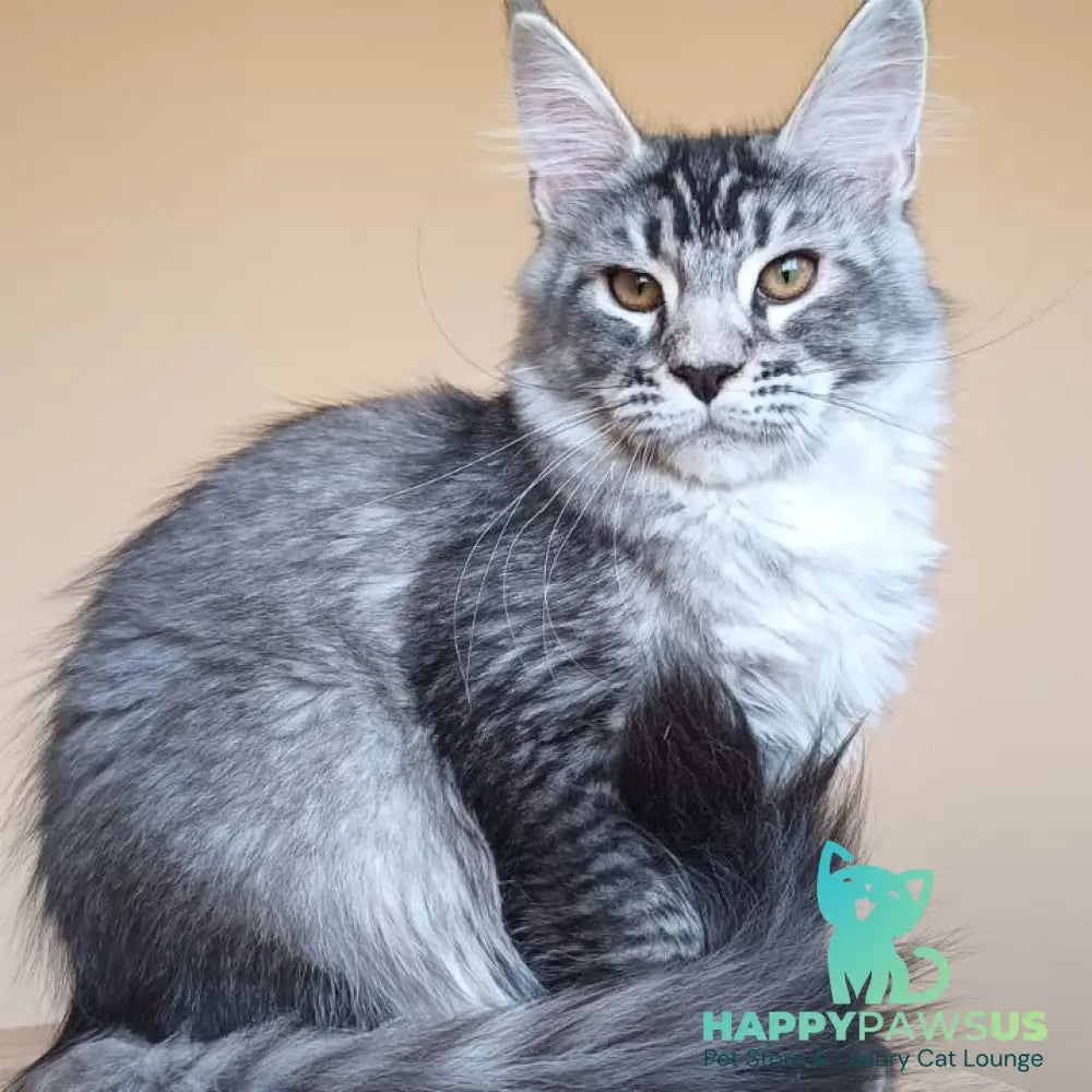 Darsia Maine Coon female black silver ticked tabby - live animals