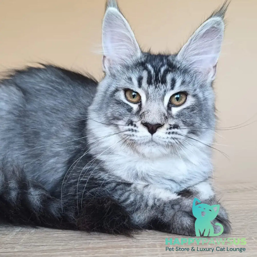 Darsia Maine Coon female black silver ticked tabby - live animals