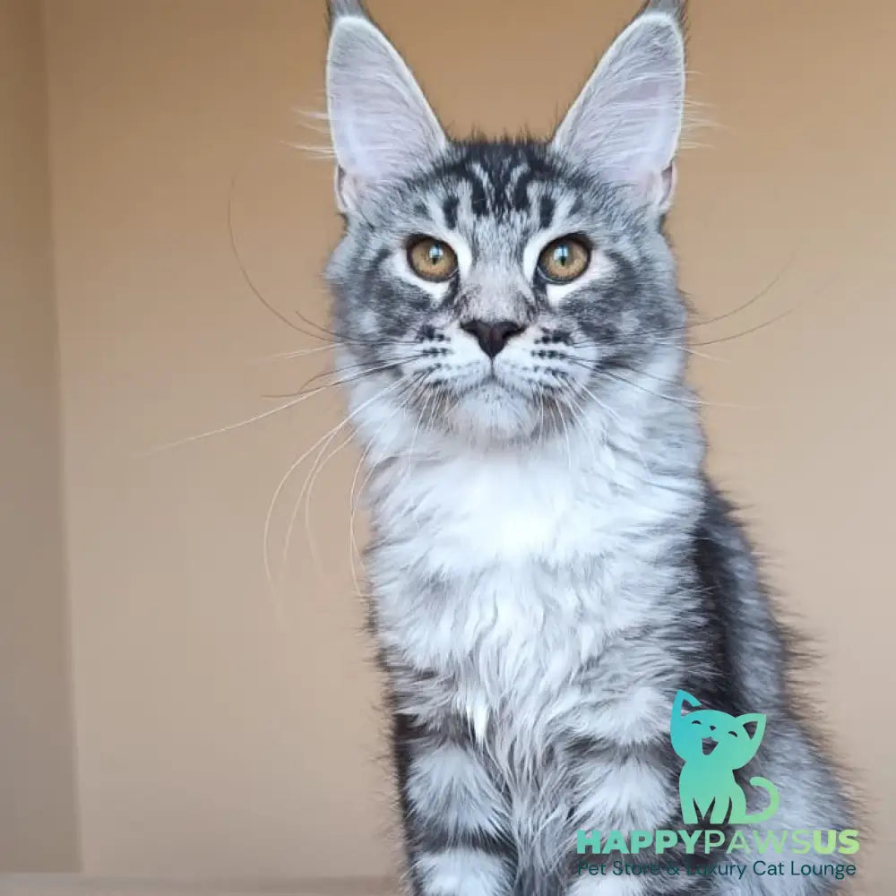 Darsia Maine Coon female black silver ticked tabby - live animals