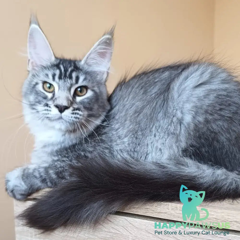 Darsia Maine Coon female black silver ticked tabby - live animals