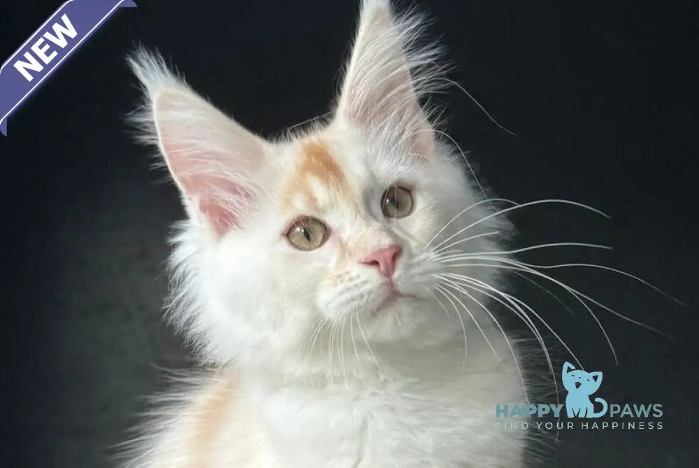 Darsik Maine Coon male red silver live animals