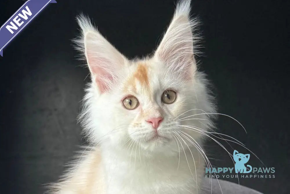 Darsik Maine Coon male red silver live animals