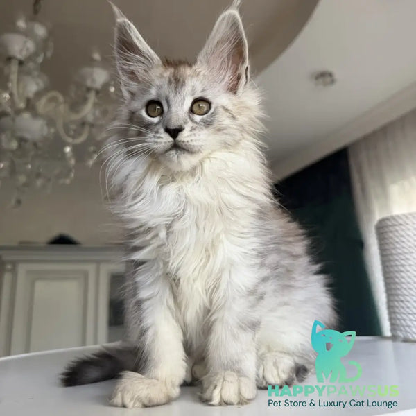 Daruna Maine Coon female black silver tabby - live animals