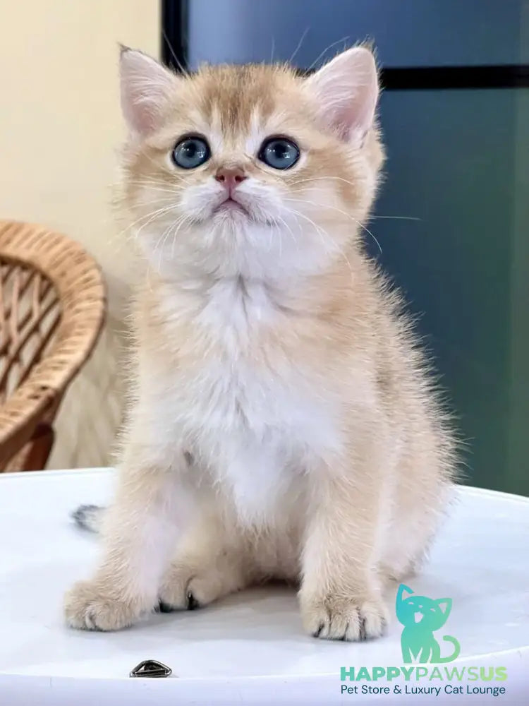 Darvin British Shorthair male black golden shaded - live animals