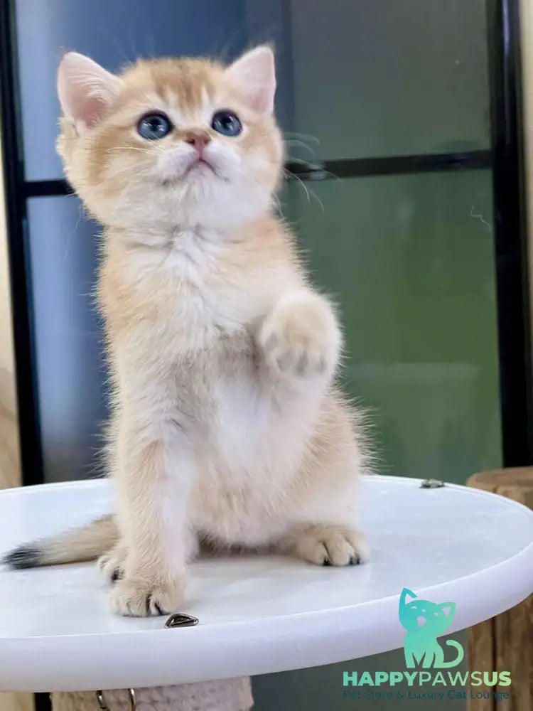 Darvin British Shorthair male black golden shaded - live animals