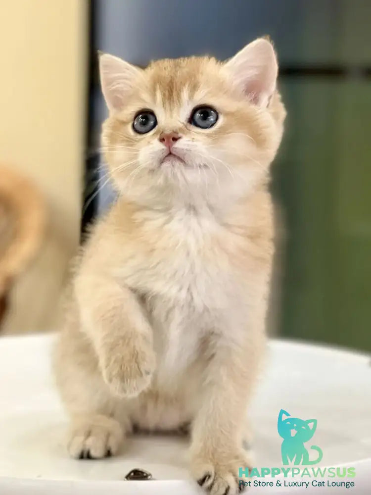 Darvin British Shorthair male black golden shaded - live animals