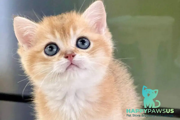 Darvin British Shorthair male black golden shaded - live animals
