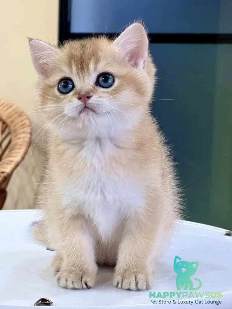 Darvin British Shorthair male black golden shaded - live animals