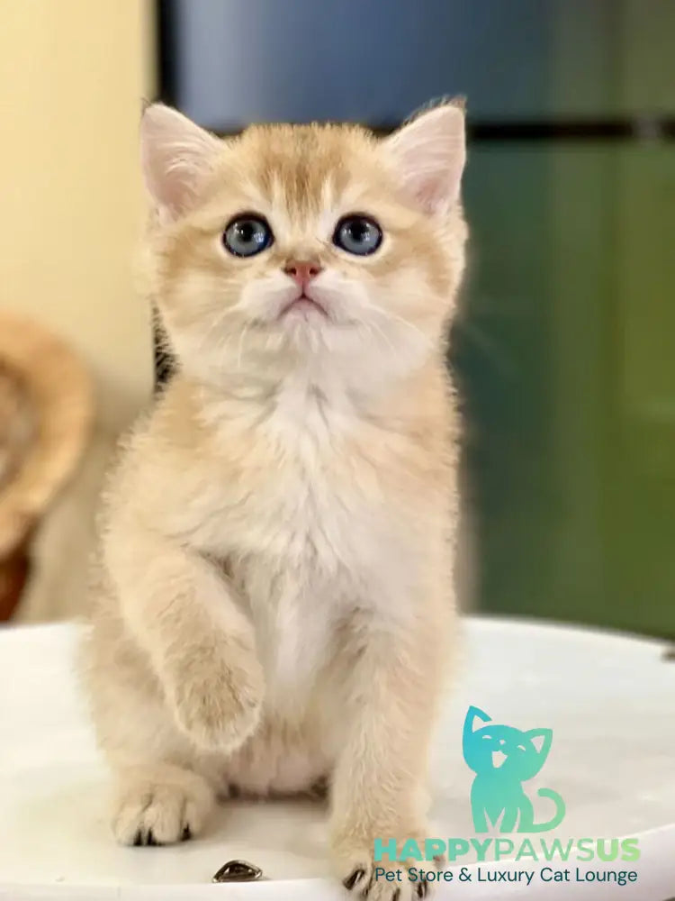 Darvin British Shorthair male black golden shaded - live animals
