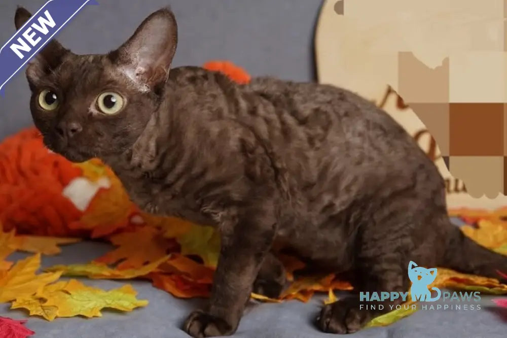 Darvin Devon Rex male chocolate live animals
