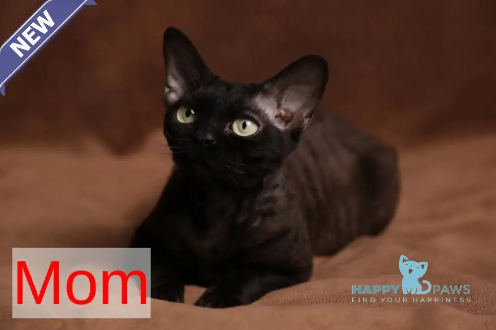 Darvin Devon Rex male chocolate live animals