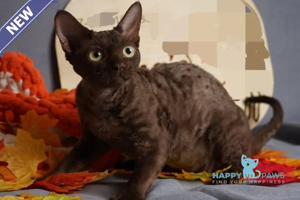 Darvin Devon Rex male chocolate live animals