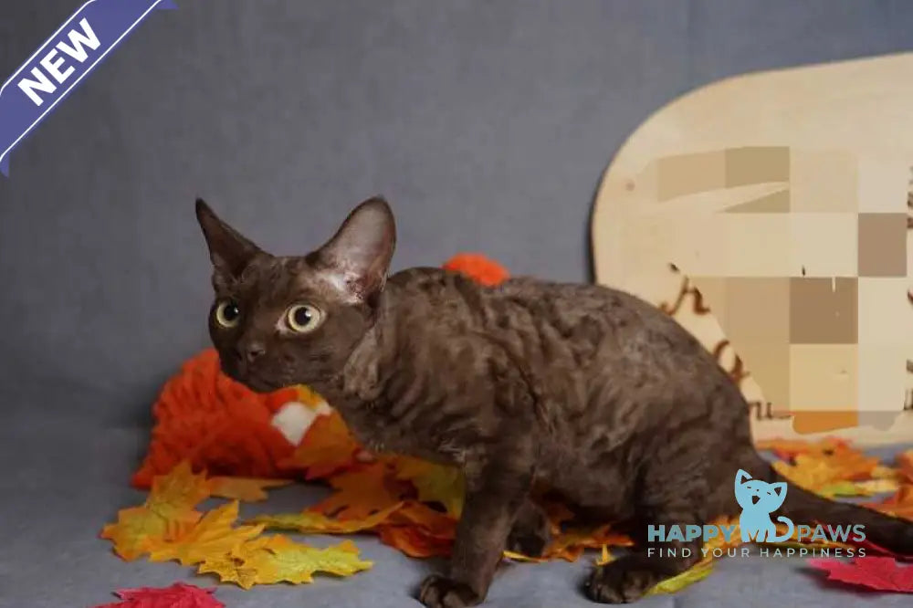 Darvin Devon Rex male chocolate live animals