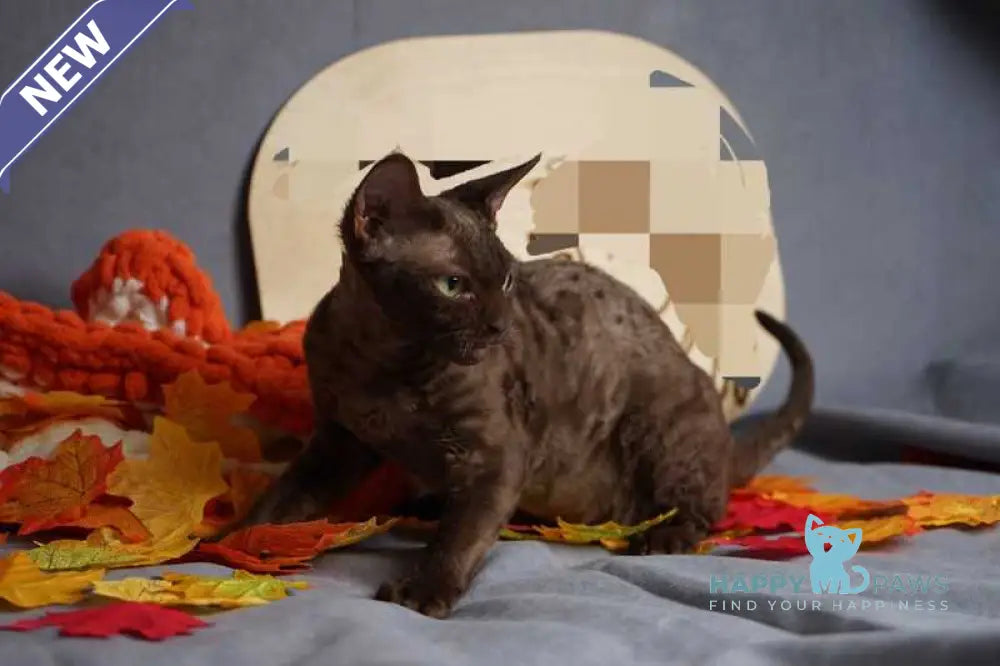 Darvin Devon Rex male chocolate live animals